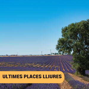 LA FLORACIÓ DE LA LAVANDA (DEL 10 DE JULIOL AL 12 DE JULIOL)