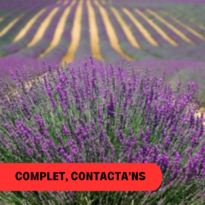 LA FLORACIÓ DE LA LAVANDA (DEL 10 DE JULIOL AL 12 DE JULIOL)